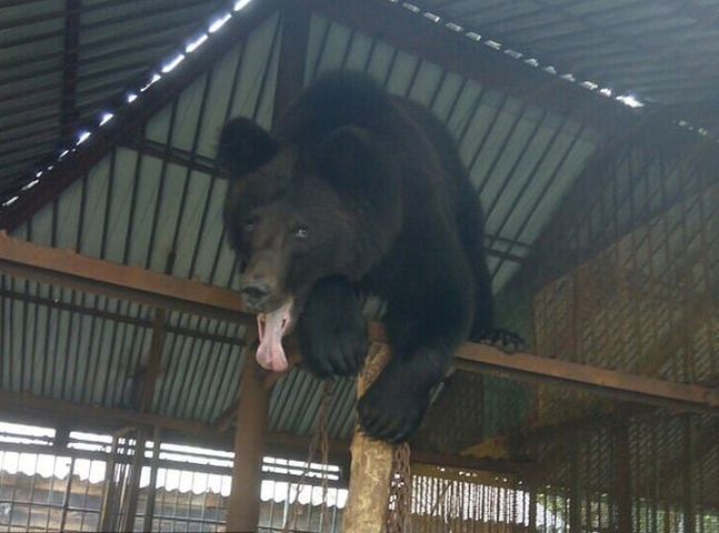 女子伸手入籠餵飼棕熊時，遭棕熊撕下一臂，然後吞吃。網圖