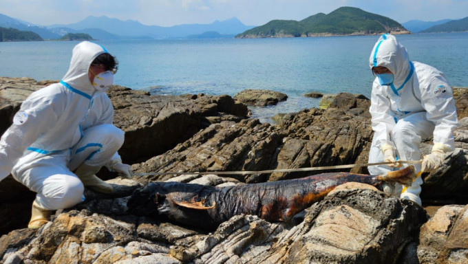 龙虾湾现江豚腐尸 本年度第34宗鲸豚搁浅。海洋公园保育基金图片