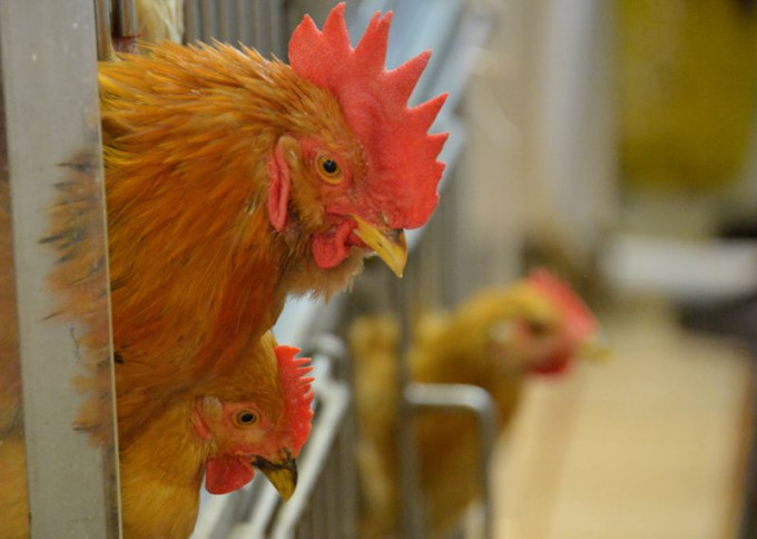 中心宣佈，美國加利福尼亞州Monterey郡的禽肉及禽類產品暫停進口。 資料圖片