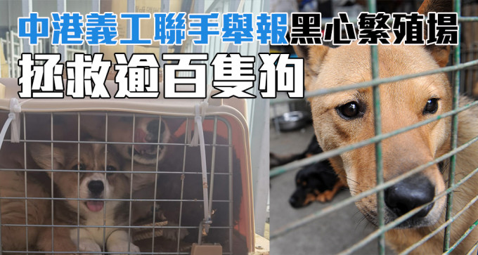 中港两地的义工联手救出过百只狗只。（资料图片）