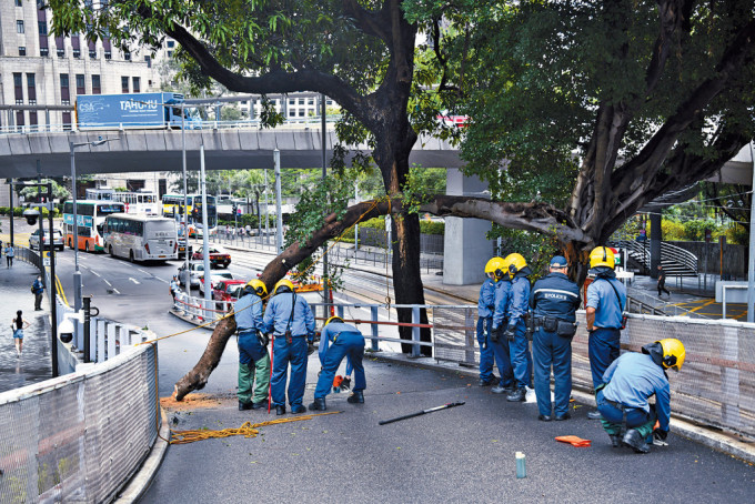 消防員在金鐘道用鋸將塌下的樹枝「分解」，待相關部門派員清理。