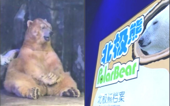 内地动物园有「北极熊」在冷气场馆颤抖。网上图片