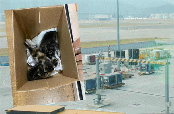 4只在货机上被发现幼猫准备被人领养。资料图片/「Wiwi之日常生活」图片