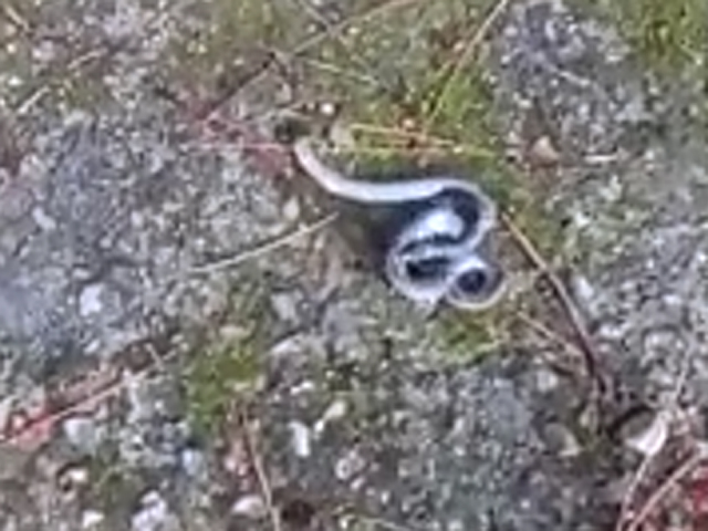 麗水市森林公安表示，看過短片，懷疑該蛇是「鈍尾兩頭蛇」。 網上圖片