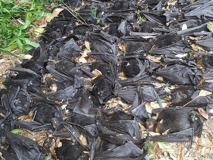 热浪侵袭下，澳洲有不少动物被热到丧命，大约5,500只蝙蝠尸体从天而降。(网图)