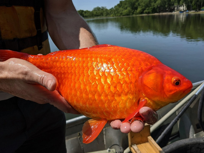 金魚會隨棲息環境大小調節體型，一旦進駐湖內會成為入侵物種。 網圖