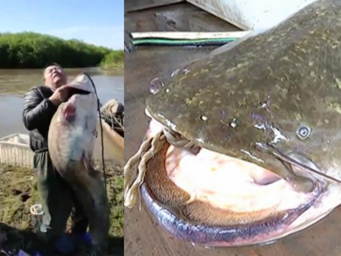 有漁民在烏蘇里江捕獲大鯰魚，長1.6米，重逾37公斤，一個人難以抬起。（網圖）