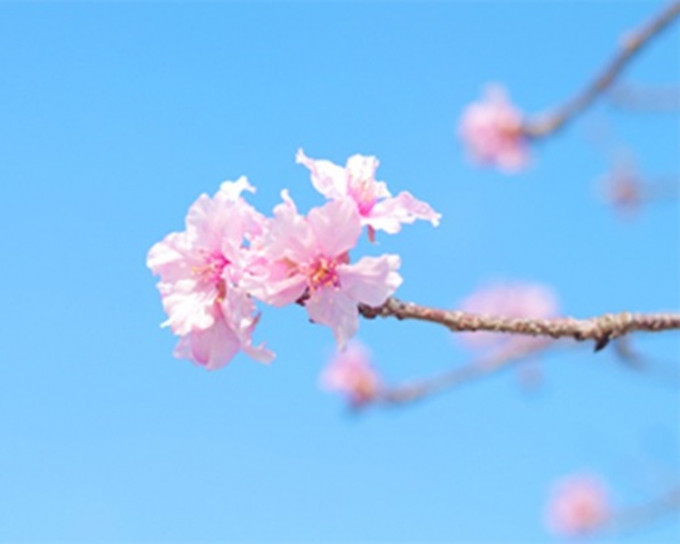日本多地传有樱花开花。网上图片