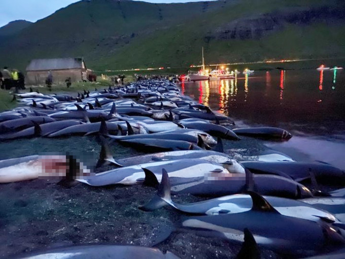 逾1400條海豚在海羅群島被屠殺。Sea Shepherd Faroe Islands Campaign facebook圖片