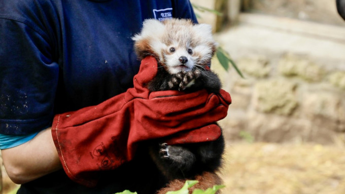 英国爱丁堡动物园3个月大的小熊猫宝宝Roxie怀疑被烟火吓死。Edinburgh Zoo