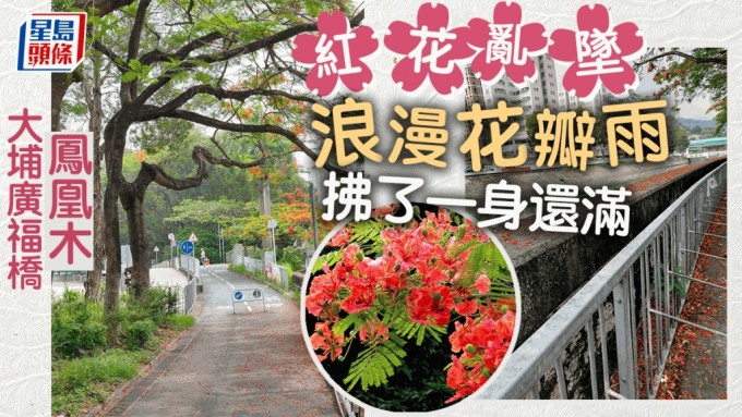 大埔鳳凰木紅花亂墜 沐浴花瓣雨拂了一身還滿