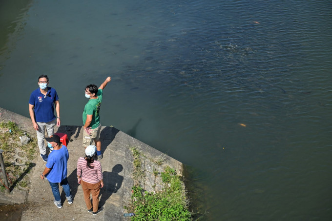 民主黨接獲上水石湖新村居民投訴，發現梧桐河有魚類被放生。