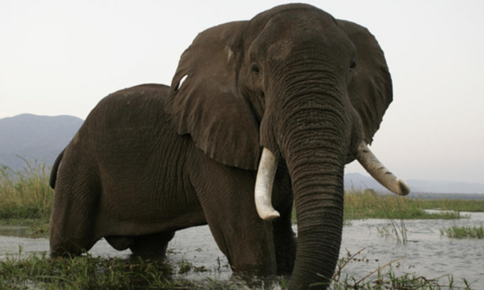 两名游客为大象拍照时靠得太近遭踩死。网上图片