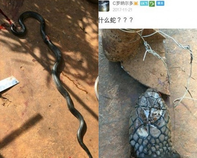 戇男殘殺國家級保護眼鏡蛇，上載圖片問品種被捕。網上圖片