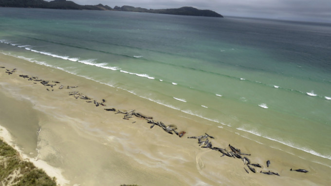 位于新西兰南部的斯图尔特岛有鲸鱼集体搁浅，超过145条领航鲸死亡。AP
