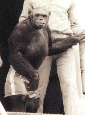 猩猩奧利弗多年前因為行為舉止似人類，曾被懷疑是人猩混種。（資料圖片）