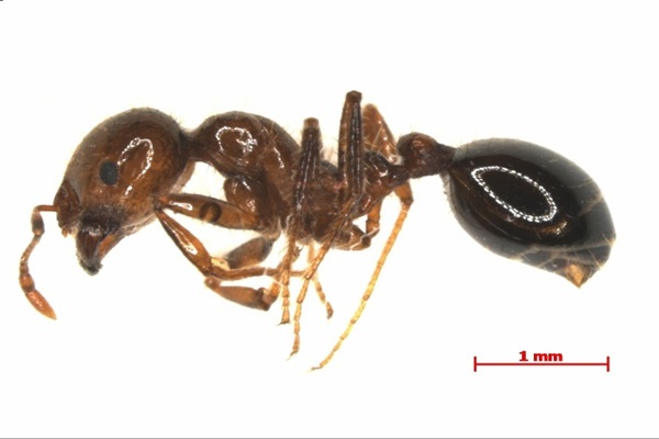 紅火蟻。新華社圖片