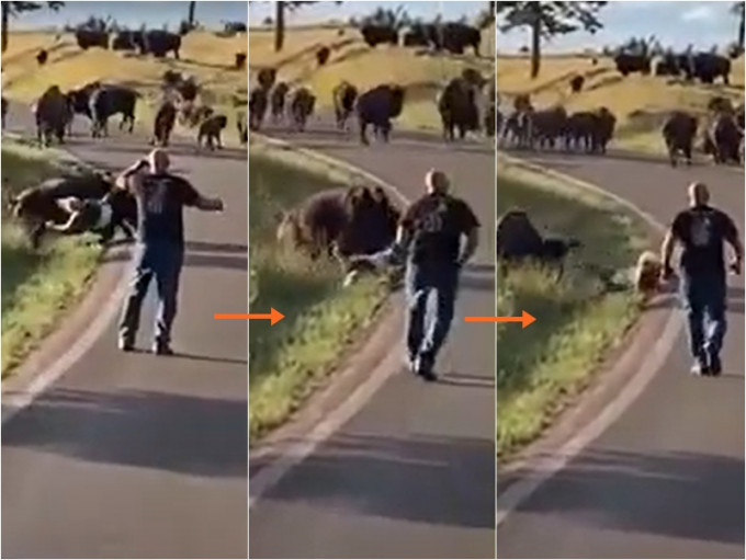 美國一名女子近日企圖跟一頭美洲野牛自拍，卻意外激怒野牛而慘遭攻擊，導致她重傷昏迷。網圖