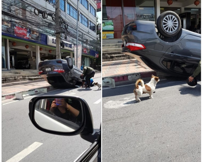小狗一直留守在司機的旁邊。
