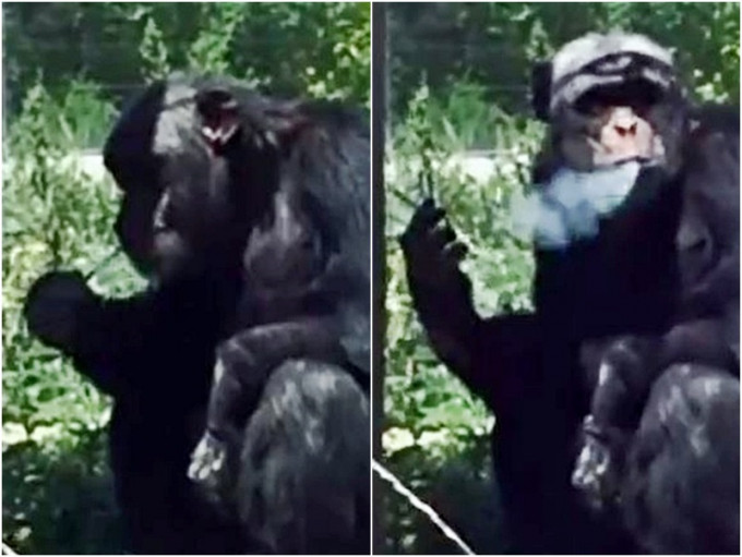 新疆天山野生動物園猩猩懂抽煙事件惹人關注。網圖