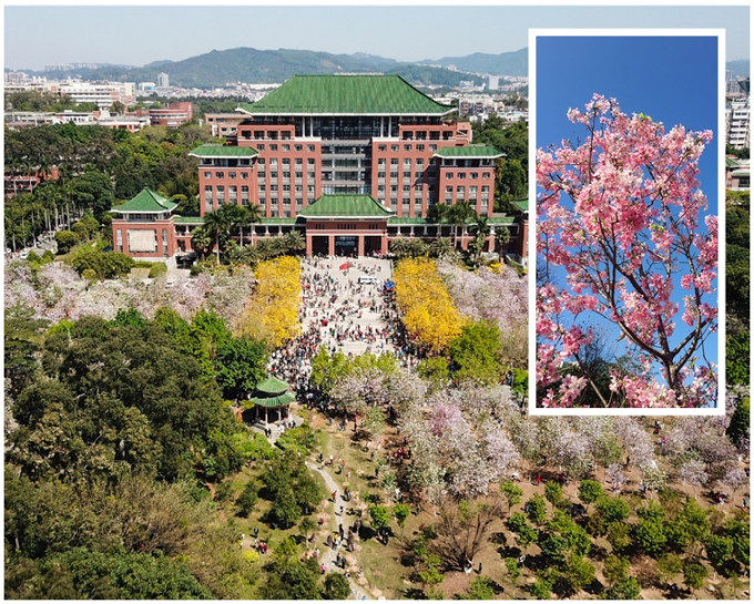 超过10万人涌入华南农业大学赏花挤爆校园。网图