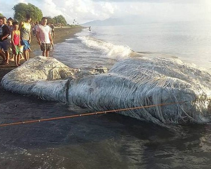 当局认为巨型尸体其实是鲸鱼。网图