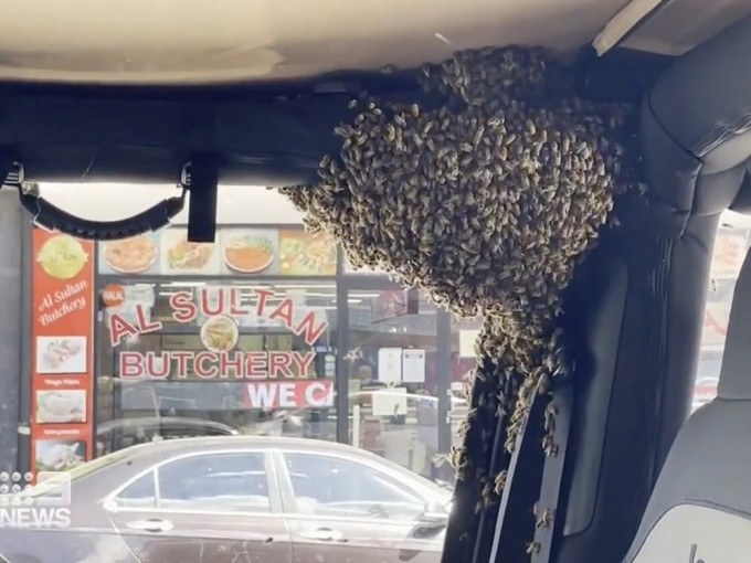 澳洲男落車購物十分鐘後，發現車內有一個巨大蜜蜂巢。影片截圖