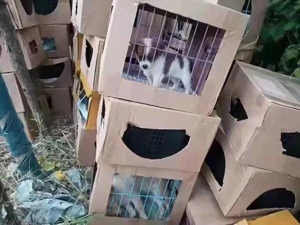 71只猫、36只狗被放盲盒遗弃路边。