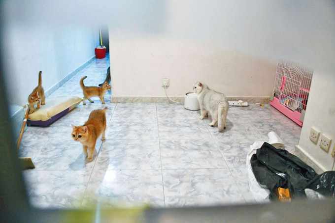 ■租客已领回七只猫离开。