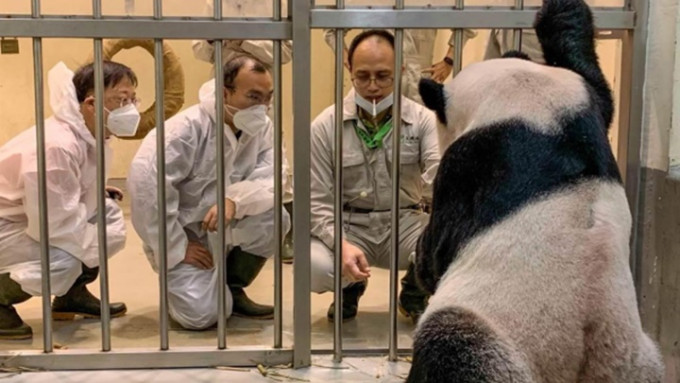 大陸大熊貓專家魏明(左)與吳虹林(中)上午再到台北市立動物園探視團團。網上圖片