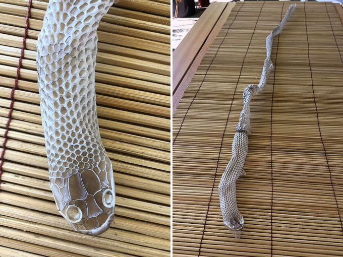 澳洲女子在家中发现保留完整的蛇皮。FB图