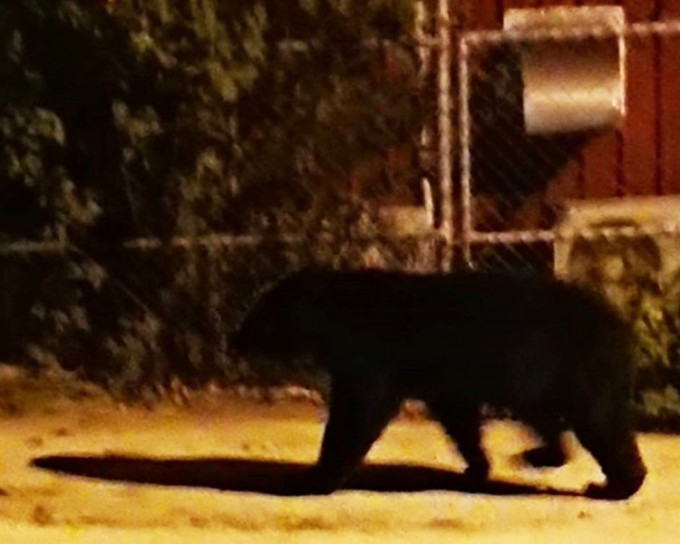 学校保安拍下黑熊身影。雾鹿国小fb