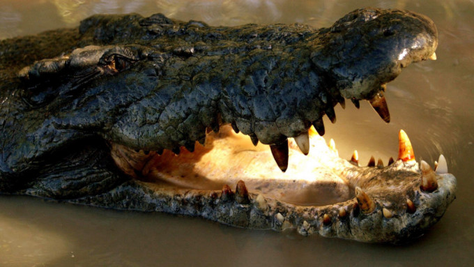 澳洲達爾文一條張開嘴等待食物的鹹水鱷魚。 美聯社
