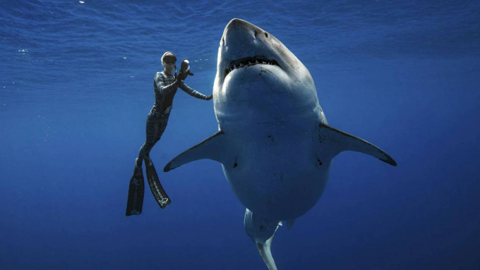 鯊魚和魔鬼魚的數量正在繼續急劇下降。美聯社資料圖片