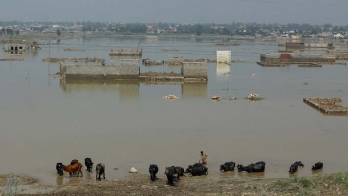 巴基斯坦暴雨成災過後，全國三分一土地被淹沒。路透社圖片