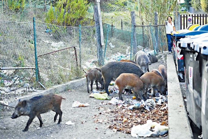 ■一群野豬在羅馬街上的垃圾桶旁覓食。