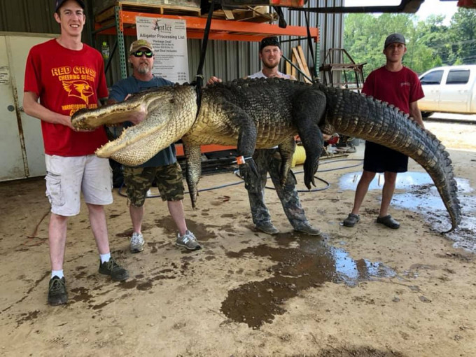 美国男子逮捕4米巨大鳄鱼。John Hamilton FB图