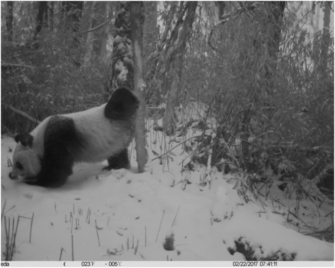 大熊貓轉身沿著大樹呈倒立姿勢，用臀部反復磨蹭樹幹。網圖