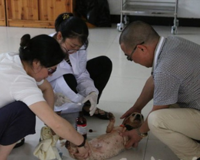 狗狗到动管部兽医院进行身体检查，幸无大碍。