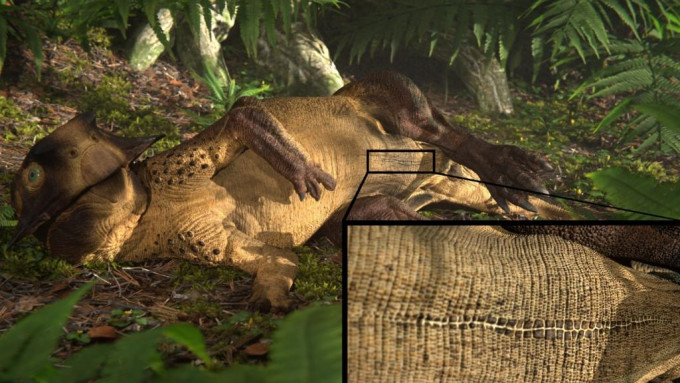 圖中顯示一隻躺著的鸚鵡嘴龍的立體重建圖。圖片提供：Jagged Fang Designs