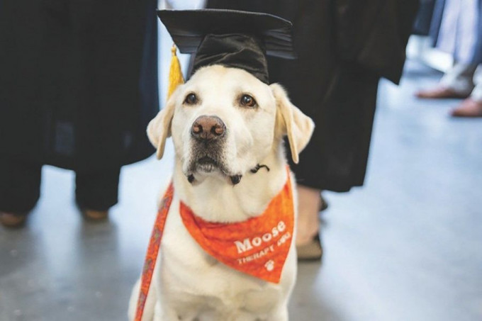 拉布拉多犬「穆思」（Moose）。 Virginia Tech FB 图片