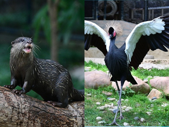 动植物公园引入水獭、黑冕鹤。康文署FB图片