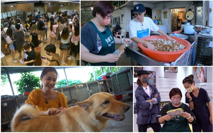 阿妹委托节目为动物庇护站筹款。