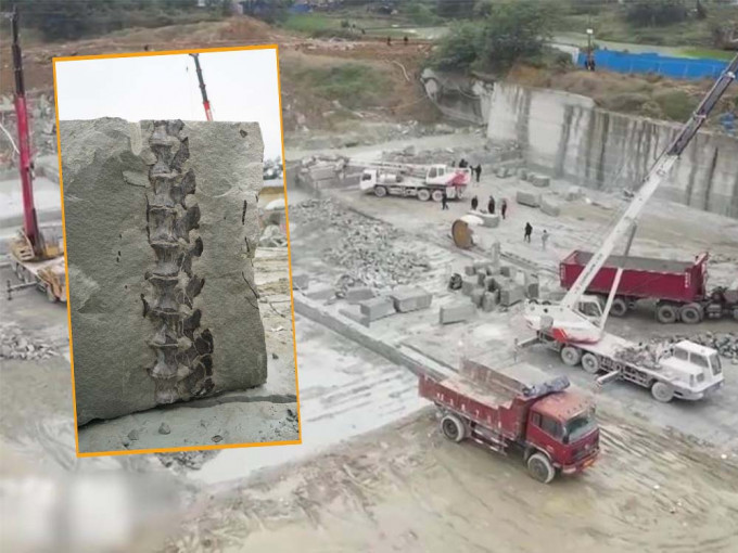 恐龍化石在四川一處道路地盤被發現。互聯網圖片