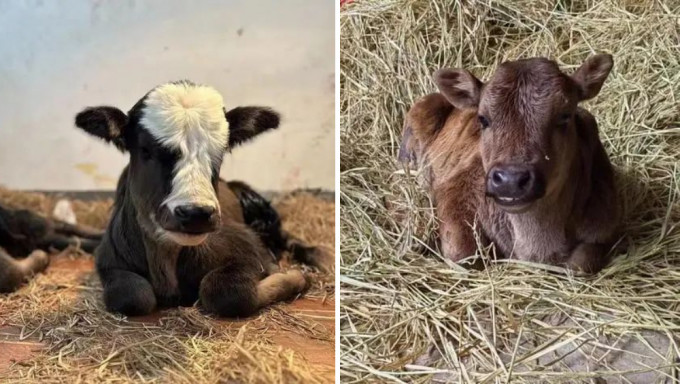 世界屋脊瀕危牛在中國複製誕生。