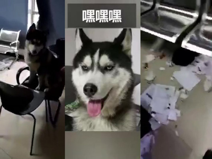 哈士奇雪橇犬拆了派出所，民警气得想报警。(网图)