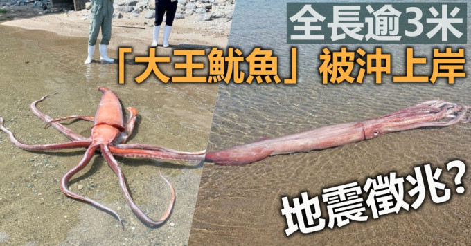 日本海滩惊现一条逾3米长「大王鱿鱼」被冲上岸。网图