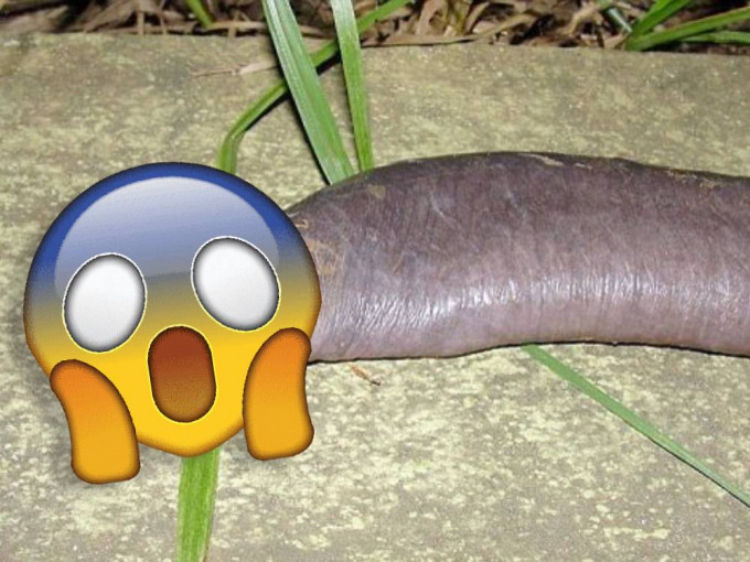 蚓螈的外型与男性性器官相似而被称为「阴茎蛇」。网上图片