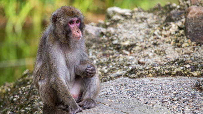 印度再发生猴子「杀人」事故。iStock示意图，非涉事猴子