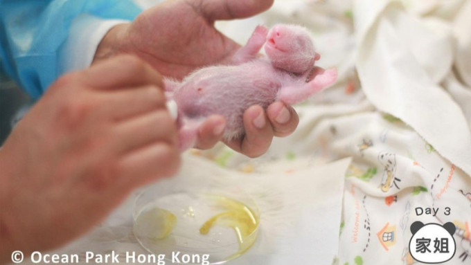 港产大熊猫︱再有龙凤胎新相睇  未开眼姐弟手舞足蹈同市民打招呼？